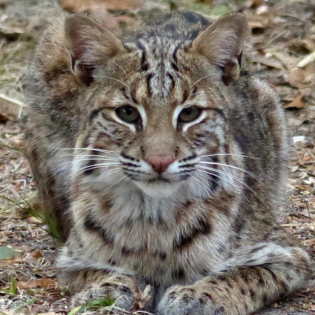 bobcat crouched and staring at camera