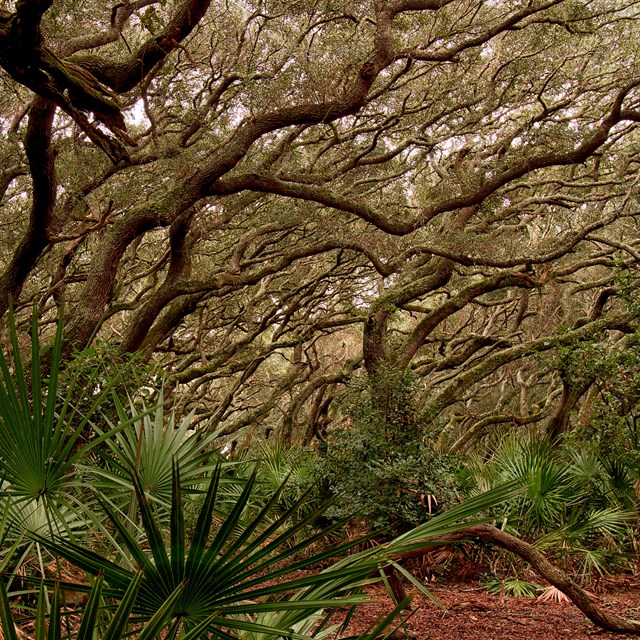 Live oak trees leaning away from the beach