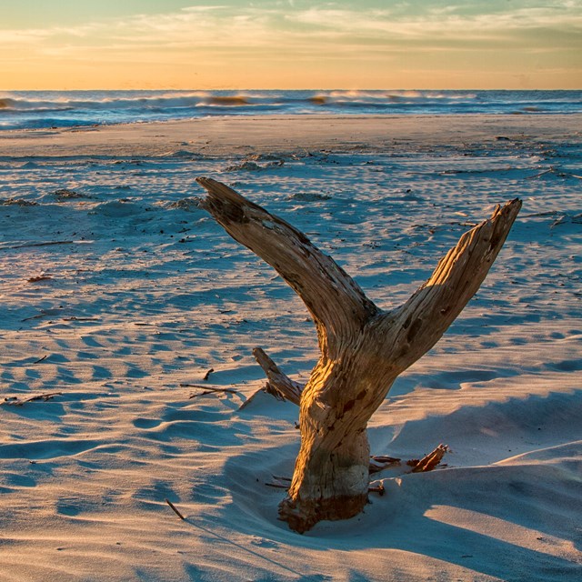 Morning on the Cumberland Island Beach