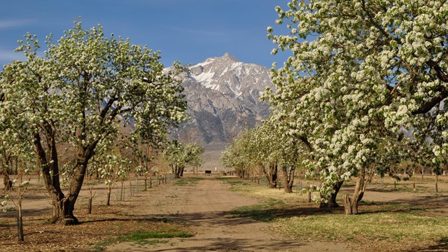 White flowers cover the branches of rows of apple trees, in front of steep, snow-covered mountains.