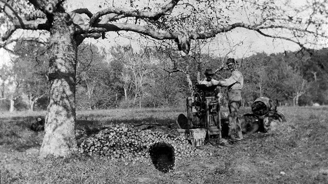 Two people stand beside a press, near a pile of apples under a tree and stacked barrels