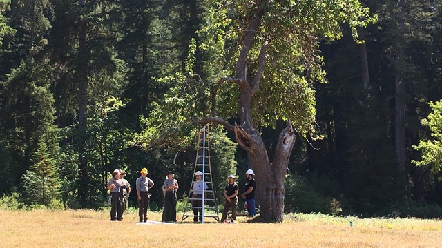 A group of people gather beside a ladder at the base of a tall fruit tree in an open grass area.