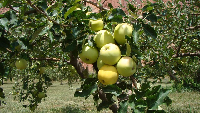 A cluster of golden apples grows on a leafy branch of a tree.
