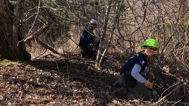 Two people kneel while they use hand tools to cut away dense, leafless vegetation.