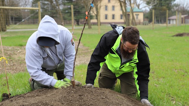 Two people kneel on a mound of soil to plant a slender young tree in an orchard.