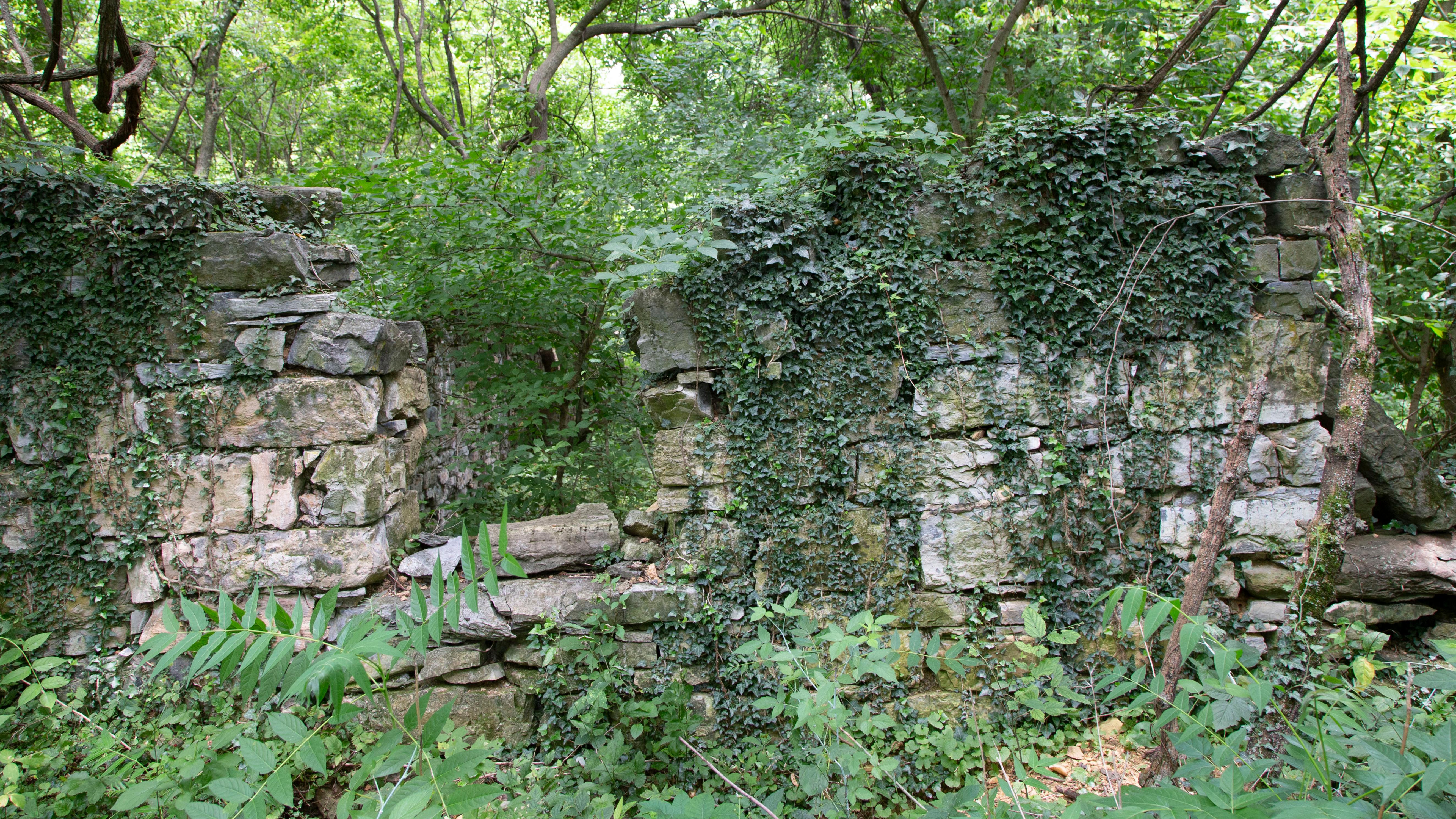 Limestone foundation of a structure is covered by vines, surrounded by trees and vegetation