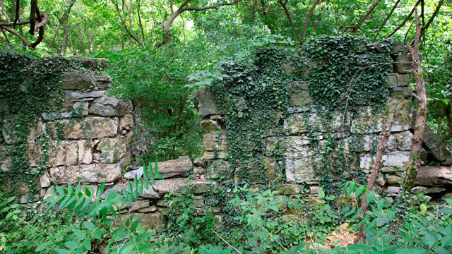 Limestone foundation of a structure is covered by vines, surrounded by trees and vegetation