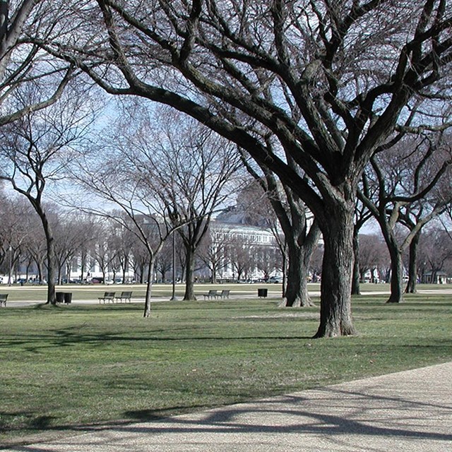 Trees grow on a grassy area of the National Mall, beside a walkway and benches.