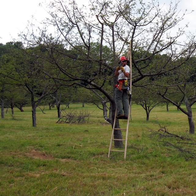 Two National Park Service staff members on ladders prune fruit trees in a historic orchard.