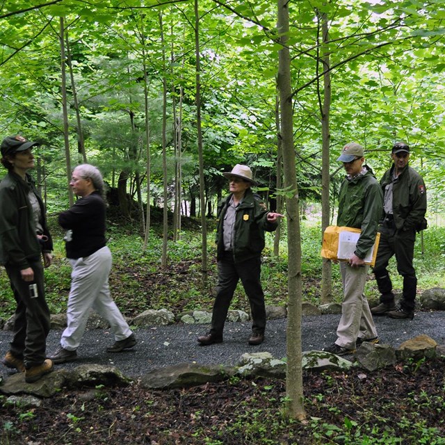 National Park Service staff walk along a stone-lined pathway through a forest of young trees.