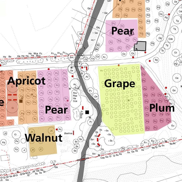 Colored areas on a site plan indicate the historic system of orchard blocks at John Muir NHS.
