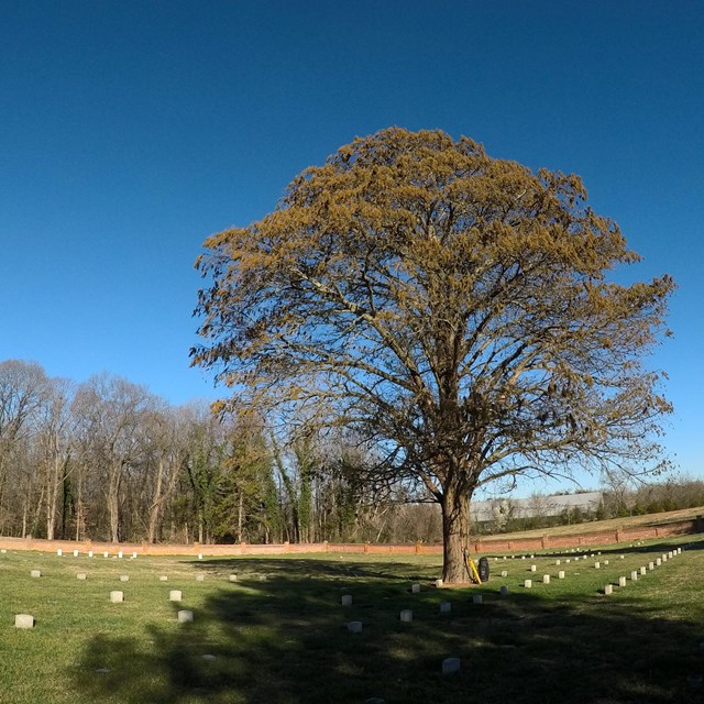 A tall tree with curving limbs and lingering fall foliage shadows a cemetery of marble headstones