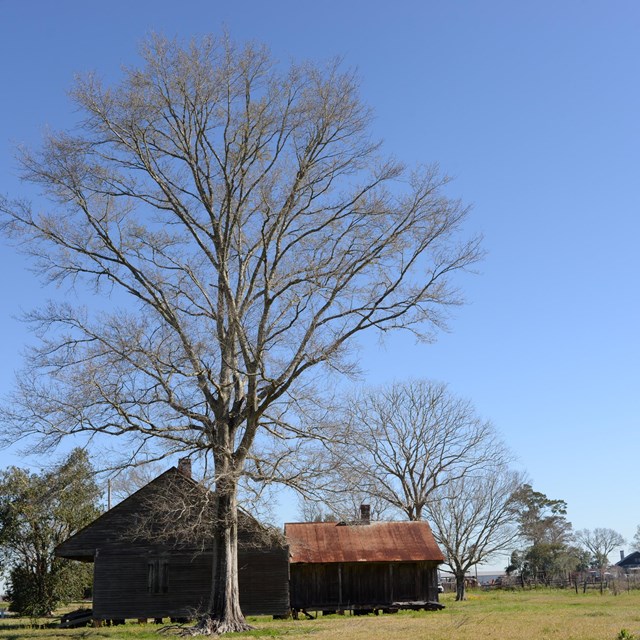 A tall leafless tree over wooden structures, each with metal roofing and centralized chimneys.