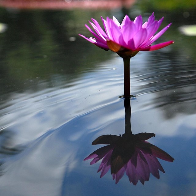 A water lily is reflected in gently rippling water at Kenilworth Aquatic Gardens