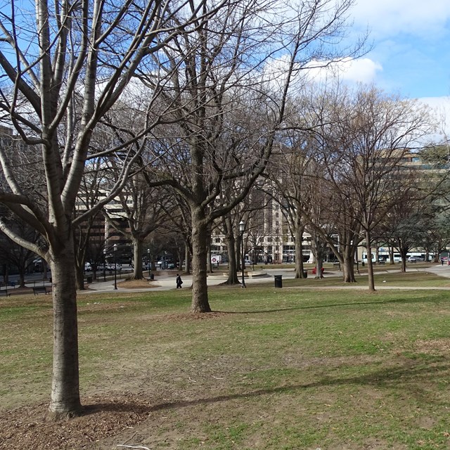 Bare trees and open lawn at Franklin Park on a sunny winter day.