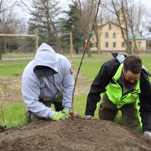 Two people kneel on a mound of soil and press the dirt around a newly-planted orchard tree.