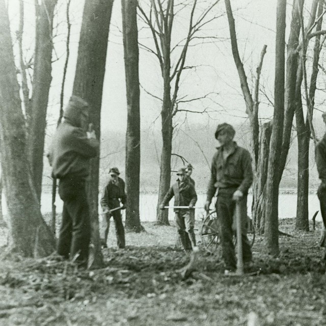 A group of CCC workers use tools to clear brush around sparse trees at Theodore Roosevelt Island.