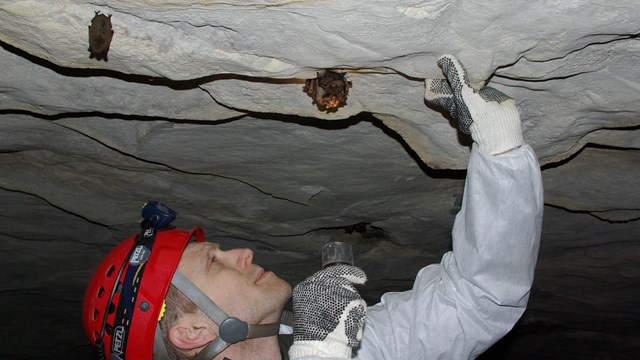 Network ecologist Bill Moore conducts bat monitoring.