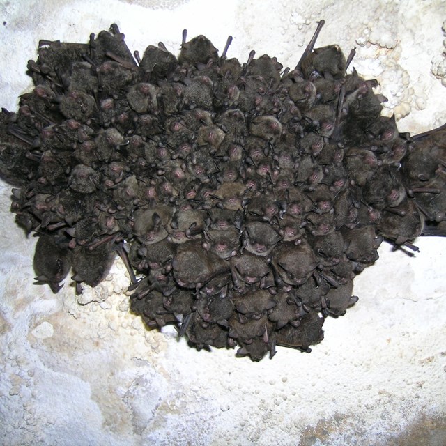 Indiana bat (Myotis sodalis) Cluster. Photo by Steve Thomas.