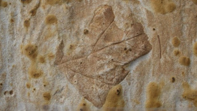 Leaf impression in beige and light brown rock. A black and white checkered scale is below the fossil
