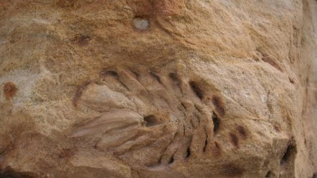 Pinecone impression on beige and light brown rock. A black and white checkered scale is under fossil