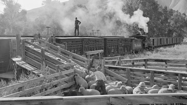 Historic image of lambs being loaded into a railcar for shipment. A man stands on top of a railcar.