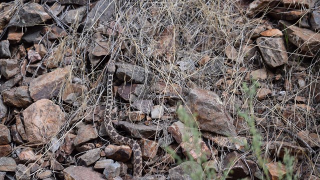 A small brown and black snake is curled up amongst rocks and dead grasses.