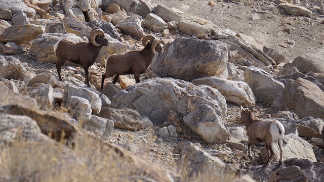 Three bighorn sheep rams with brown coats stand on a rocky slope with plants.