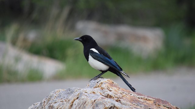 A black and white bird with a long black tail stands on a grey and pink colored rock.