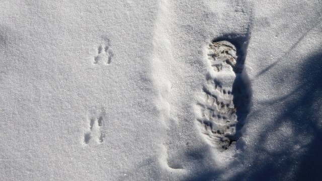 Hiking boot and animal prints run parallel along a snow-covered trail.