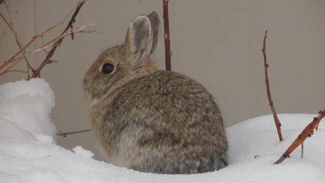 Cottontail bunny with brown-gray coat sits on snow surrounded by plants.