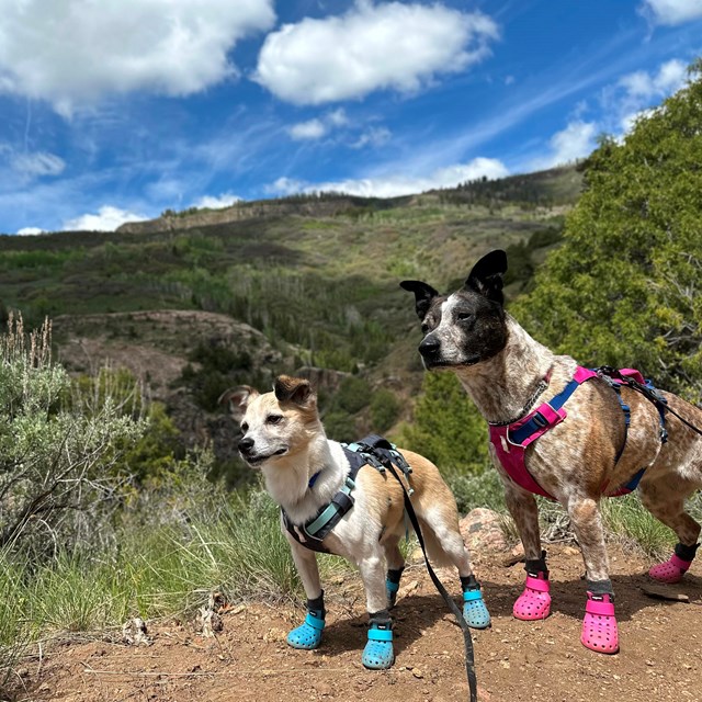 Two leashed dogs wearing colorful booties on a trail