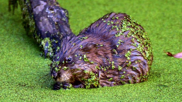 A brown mammal sits above the surface of water covered in tiny green plants, some also on its fur.