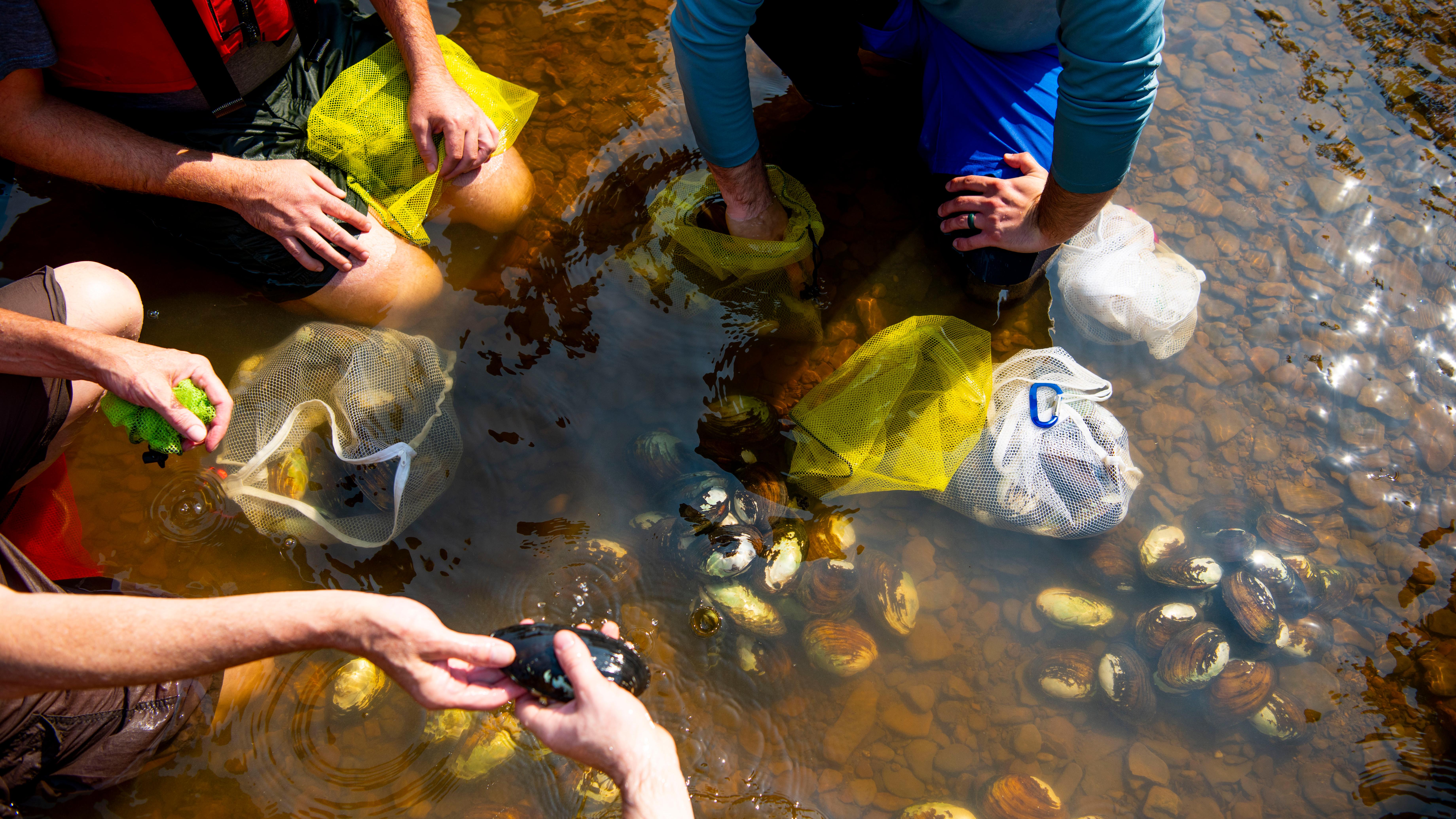 Three people kneeling in water. In their hands are white and yellow mesh bags which have muscles..