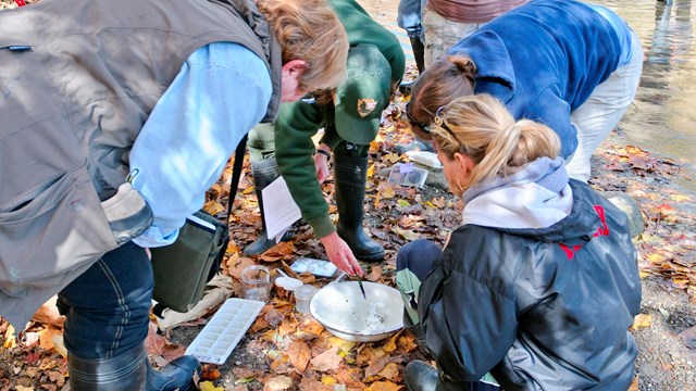 A ranger and three adults investigate a bowl of organisms found in a stream.