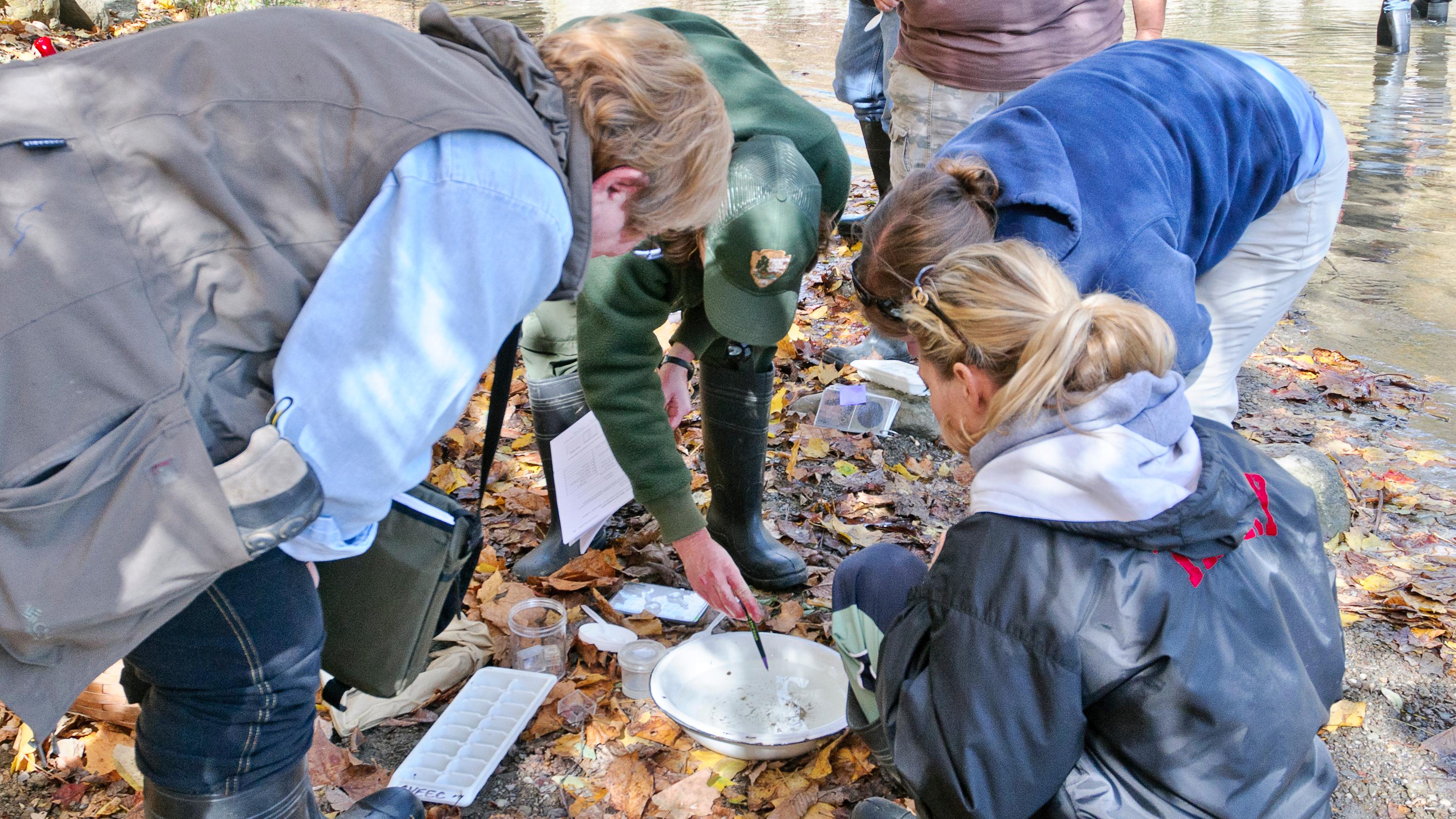A ranger and several adults investigate a bowl of their findings from a nearby stream.