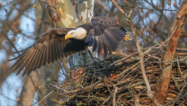 An adult bald eagle flies away from its nest