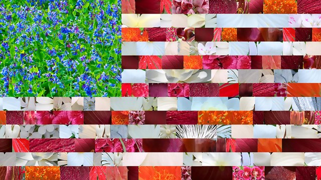 A mosaic of red, white, and blue flowers found in Ohio made to look like the American flag.