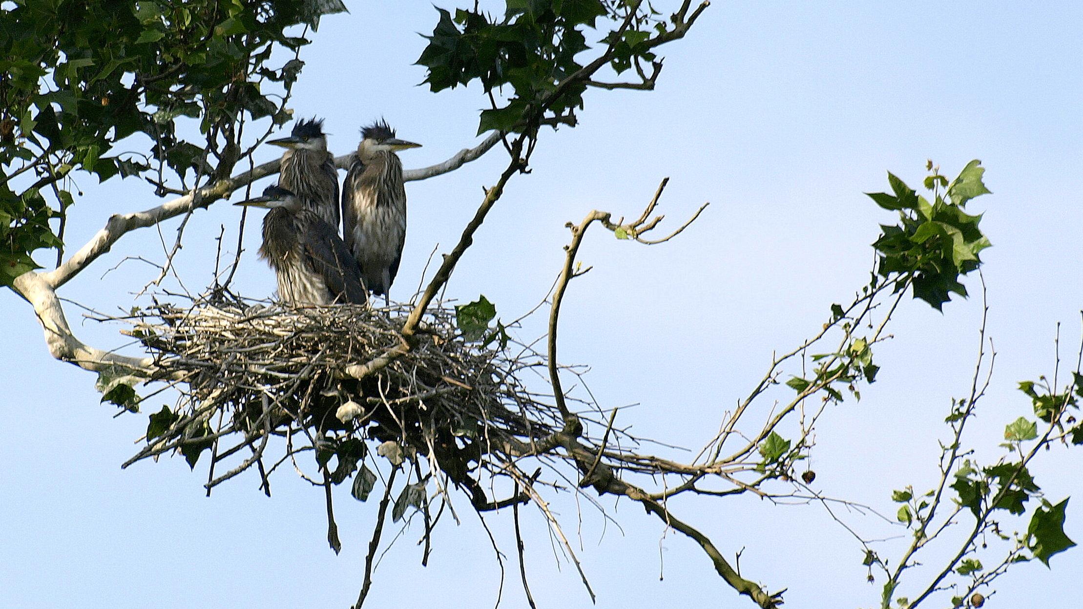 Three young great blue herons perch overhead in their nest of sticks.