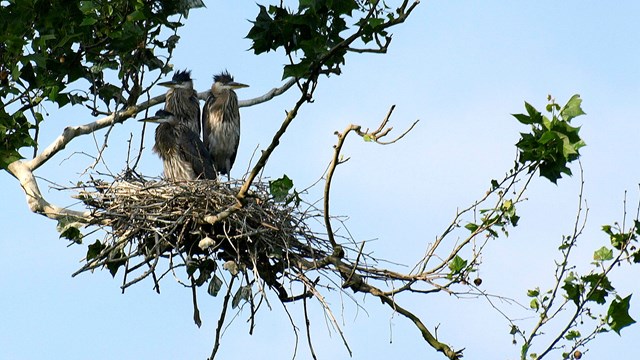 Three young great blue herons perch overhead in their nest of sticks.