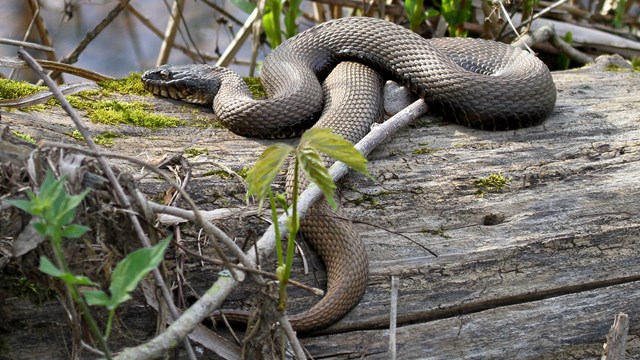 A partially coiled brownish black snake rests on a log surrounded by sparse, green vegetation.