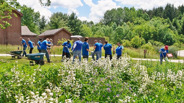 15 people in blue shirts use shovels to dig near a meadow of white flowers.