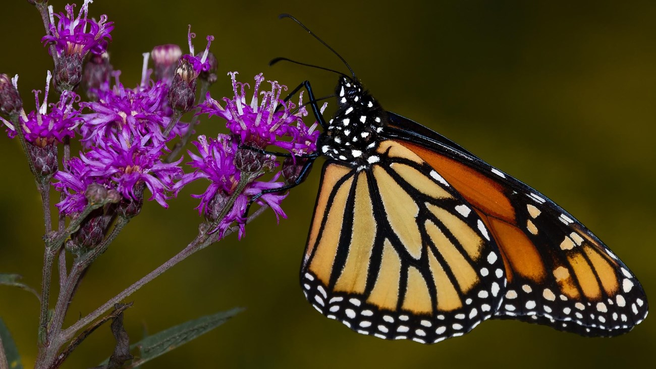 A monarch butterfly clings to the side of purple ironweed flowers. Background is blurred.