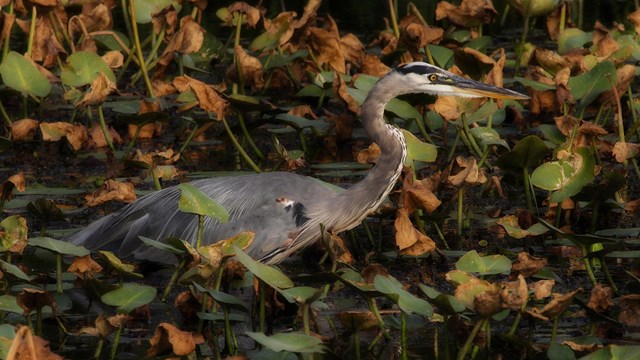 A great blue heron wades through water lilies in a wetland.