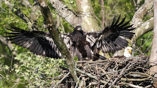 The dark-feathered eaglet is flapping its wings from its nest.