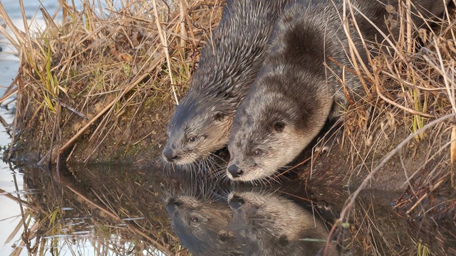 two otters drink from a pond next to each other 