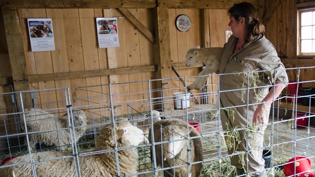 Inside a barn, a female farmer stands inside a metal sheep pen holding a lamb.