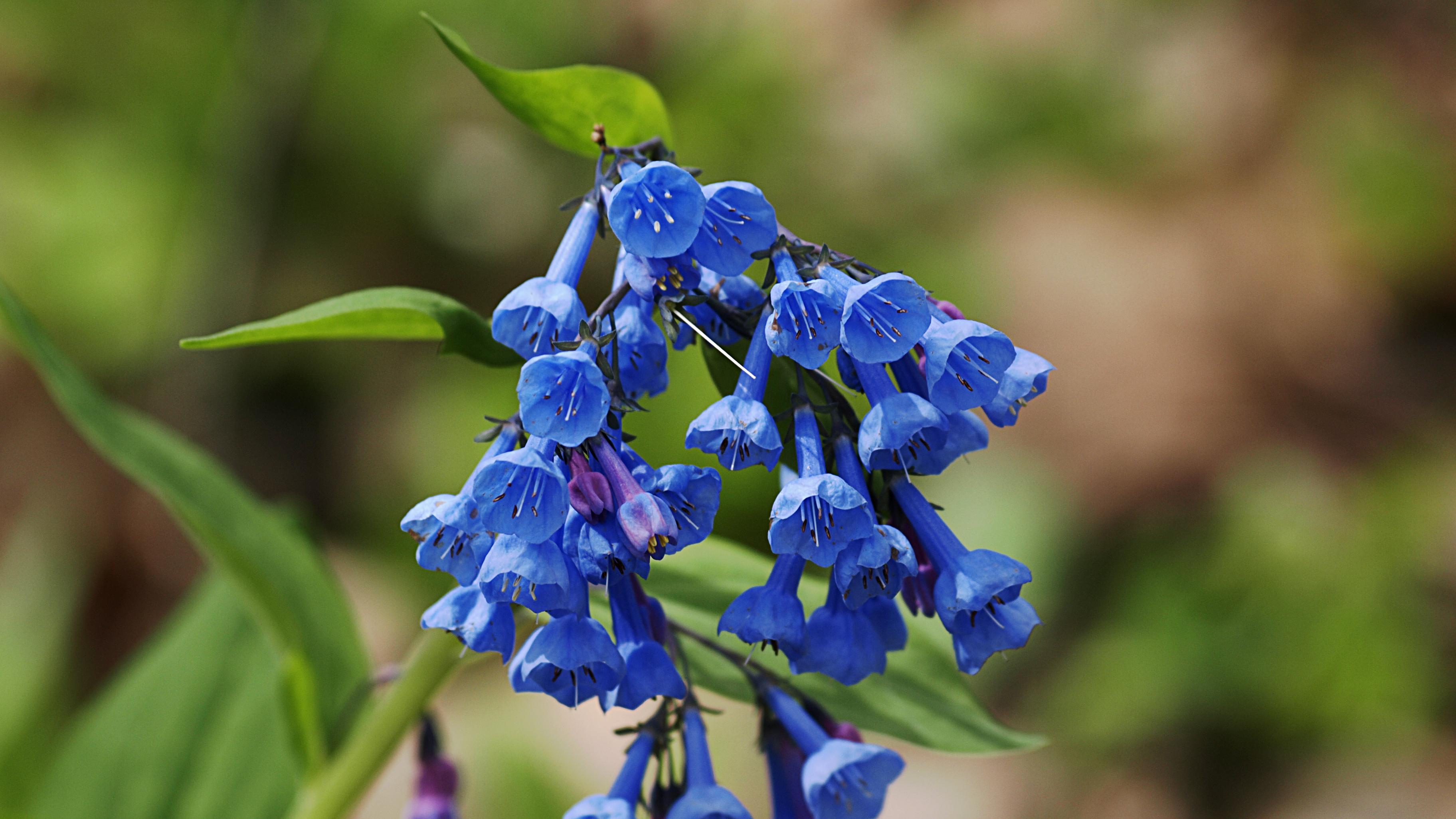 Dozens of small blue and purple bell-shaped flowers droop from a green stem of a Virginia bluebell.