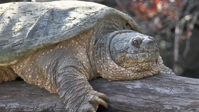 a snapping turtle relaxes on a dry log