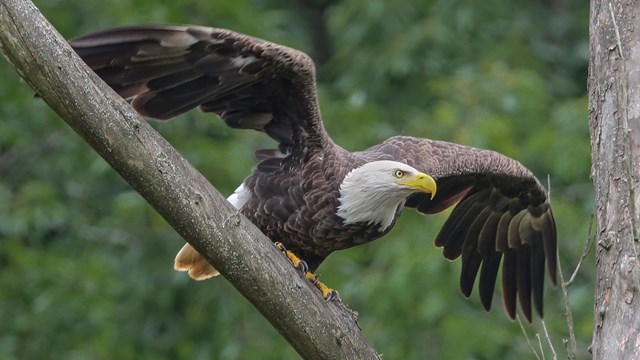 An adult eagle holds its brown wings out to its sides, preparing to fly off of a branch.